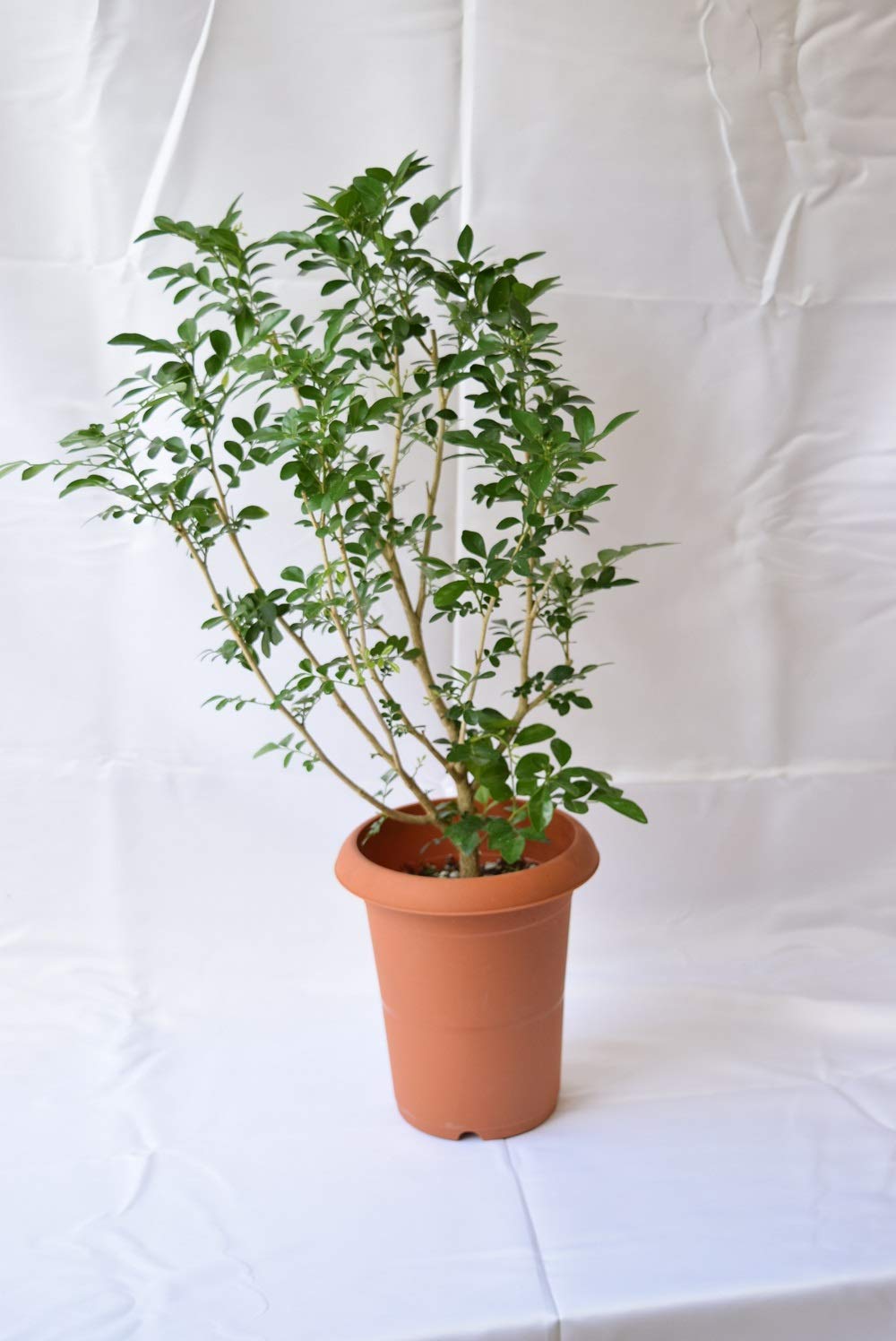 Amazon｜シルクジャスミン プラ鉢植え入り｜観葉植物 オンライン通販